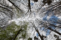 Bomen in Kirchspiel Dülmen in de Duitse deelstaat Noordrijn-Westfalen