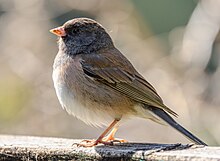 A dark-eyed junco standing on a wood surface
