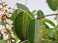 Derris trifoliata Lour..jpg