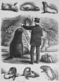 Die Gartenlaube (1876) b 877.jpg Der Seelöwe im Zoologischen Garten zu Berlin. Nach der Natur gezeichnet von H. Leutemann (S)