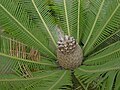 Dioon edule03.jpg