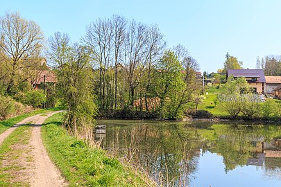 Étang à Dolní Jeníkovice.