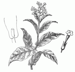 Fig. 1.—Flowering Top of N. Tabacum.