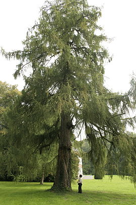 Ευρωπαϊκή λάριξ (Larix decidua syn. Larix europaea - Λάριξ η φυλλοβόλος συνών. Λάριξ η ευρωπαϊκή)