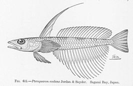 Pteropsaron evolans