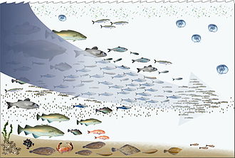 Fishing down the foodweb. Overfishing of high trophic fish like tuna can result in them being replaced by low trophic organisms, like jellyfish Fishing down the food web.jpg