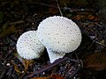 Lycoperdon perlatum