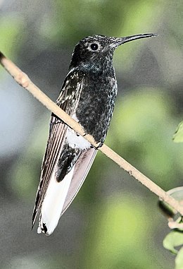 Fekete jakobinuskolibri (Florisuga fuscus)