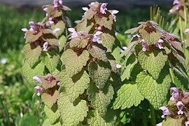 Red dead-nettle