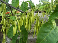 Plodovi Fraxinus pensylvanica