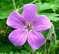 Geranium (Ooievaarsbek)