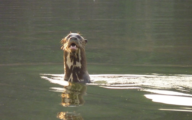 Ficheiro:Giant Otter Anjo.JPG