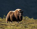 Miniatuur voor Bering Land Bridge National Preserve