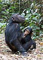 Aktiver Tragling: Das Kind des Gemeinen Schimpansen hält sich am Fell der Mutter fest und wird gesäugt