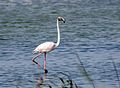 Greater flamingo sub-adult, Maharashtra, India