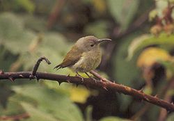 A. nipalensis angkanensis, femia.