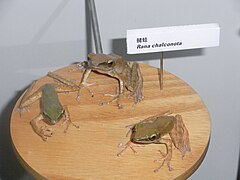 Description de l'image HK TST East night 香港科學館 Science Museum Rana Chalconota 蛙 Frogs.JPG.