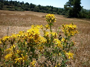 A Pinós (Solsonès - Catalunya)