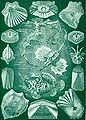 "Teleostei", Ernst Haeckel, 1904. Cztery gatunki, otoczone łuskami