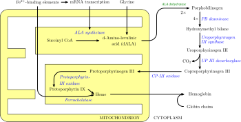 Heme synthesis. Note that some reactions occur in the cytoplasm and some in the mitochondrion (yellow). Heme synthesis.svg