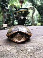 Herrera's mud turtle