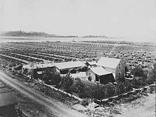 Orchard in Greenacres, c. 1903 Home surrounded by orchards, Greenacres, Washington, approximately 1903 (WASTATE 1660).jpeg
