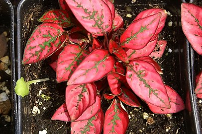 H. phyllostachya 'Red Splash'