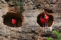 5 Ibis rouges du Zoo de Doué-la-Fontaine