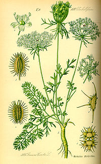 Apiaceae