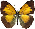 I. flavipennis flavipennis, Sumatra