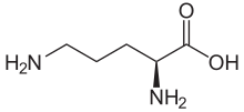 L-Ornithin2.svg