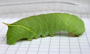 Laothoe populi (Sphingidae, Smerinthinae)