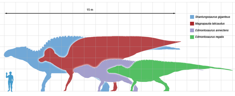 http://upload.wikimedia.org/wikipedia/commons/thumb/a/a2/Largestornithopods_scale.png/800px-Largestornithopods_scale.png