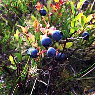 State Fruit of Uruguay