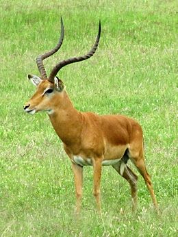 Impala (Aepyceros melampus) bika