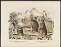 Krefft, Gerard (1871) The Mammals of Australia. Illustrated by Miss Harriett Scott, and Mrs. Helena Forde