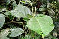 M. alliacea leaves