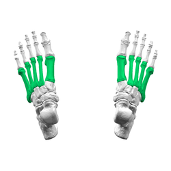 Metatarsal bones01 - superior view.png