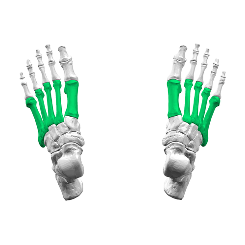 Foot bones Wikipedia