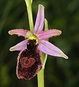 Ophrys bertolonii benacensis