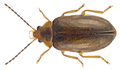Microcara testacea (Stor sumpbille) er almindelig i Danmark