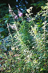 Wald-Weidenroeschen (Epilobium angustifolium)