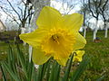 Daffodil