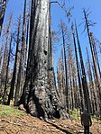 Portions of Nelder Grove became a snag forest after exposure to high intensity wildfire.