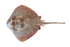 Description de l'image Neotrygon ningalooensis csiro-nfc.jpg.