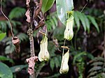 Nepenthes distillatoria, endemisk på Sri Lanka