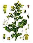 Nicotiana rustica — Махорка