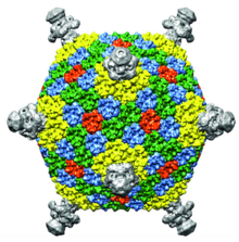 Cryo-electron microscopic reconstruction of the Flavobacterium phage FLiP virion OSD.Finnlake.Fig1.v2 WEB-Finnlakeviridae (A).png