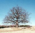 An oak near Vrena village in Sudermania, Sweden, used as a pattern for a family tree