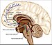 Overview of reward structures in the human brain